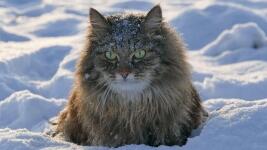 kočka sníh cat-7735259 1280